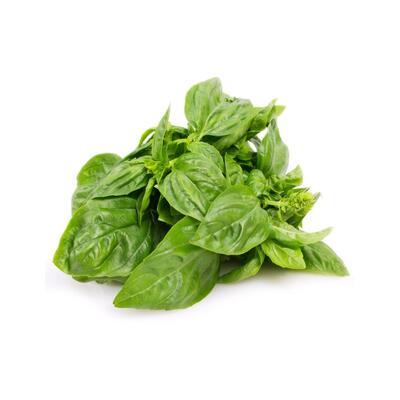 Basil Fresh Bunch
