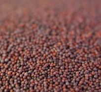 Mustard Seed Black 