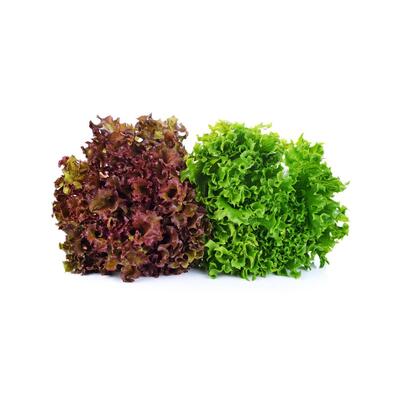 Lettuce - Fancy  Red/Green